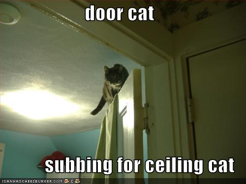 door cat subbing for ceiling cat